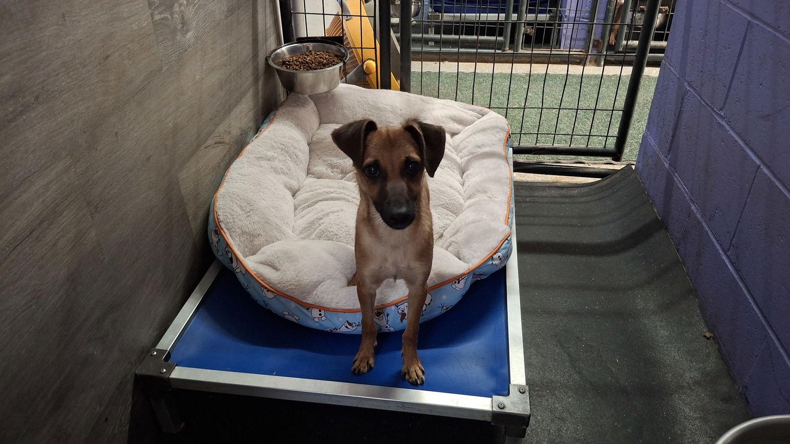 KRONK, Adopted, Young Male Chihuahua.