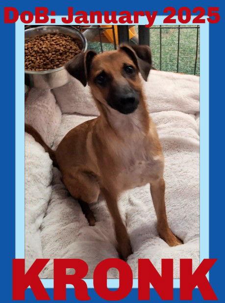 Enlarge KRONK, a Adopted Chihuahua in Sebec, ME image 2/3