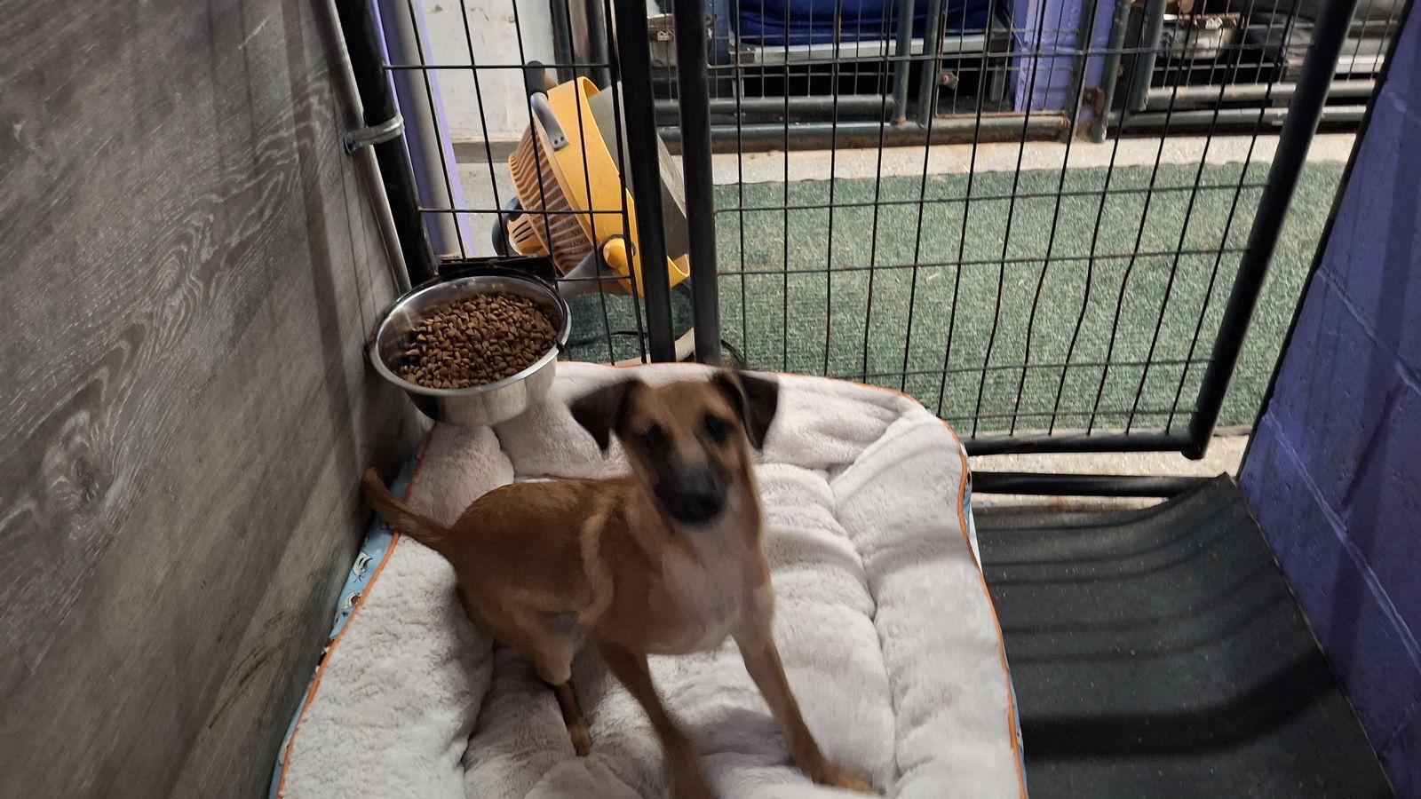 Enlarge KRONK, a Adopted Chihuahua in Sebec, ME image 3/3