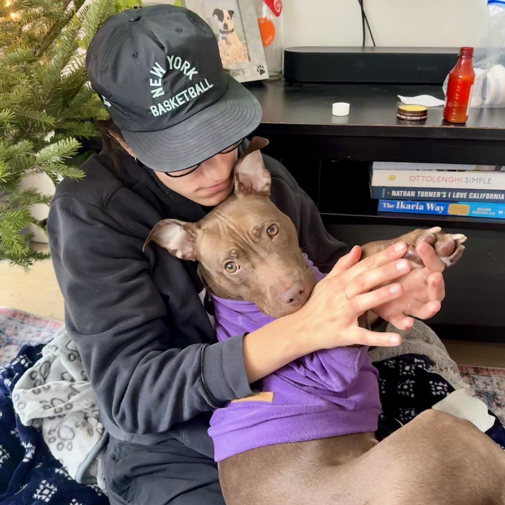 Enlarge Babu, a Adoptable Mixed Breed in New York, NY image 2/6