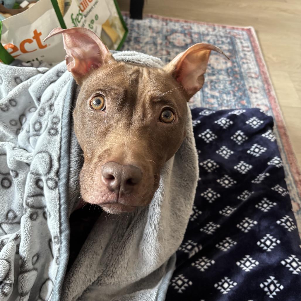 Enlarge Babu, a Adoptable Mixed Breed in New York, NY image 5/6