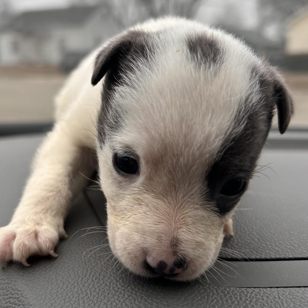 Athena, Adoptable, Puppy Female Pit Bull Terrier.
