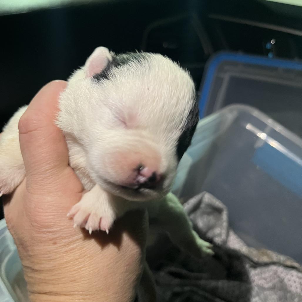 Enlarge Athena, a Adoptable Pit Bull Terrier in Bendena, KS image 2/2