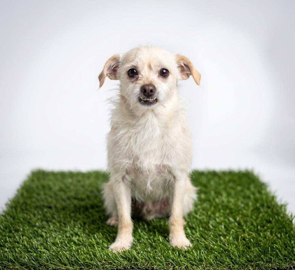 Toofers, Adoptable, Adult Male Chihuahua.