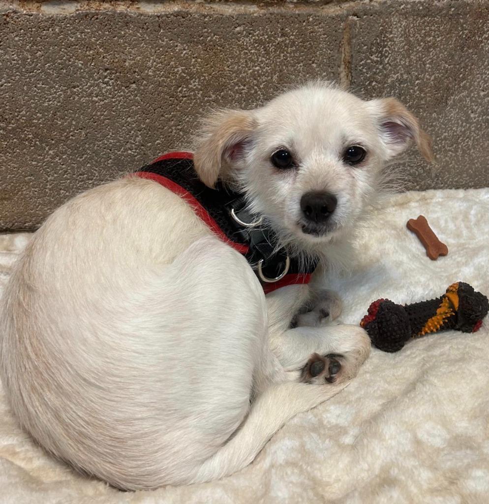 Toofers, a Adoptable mixed breed in Midland, TX image 2/2
