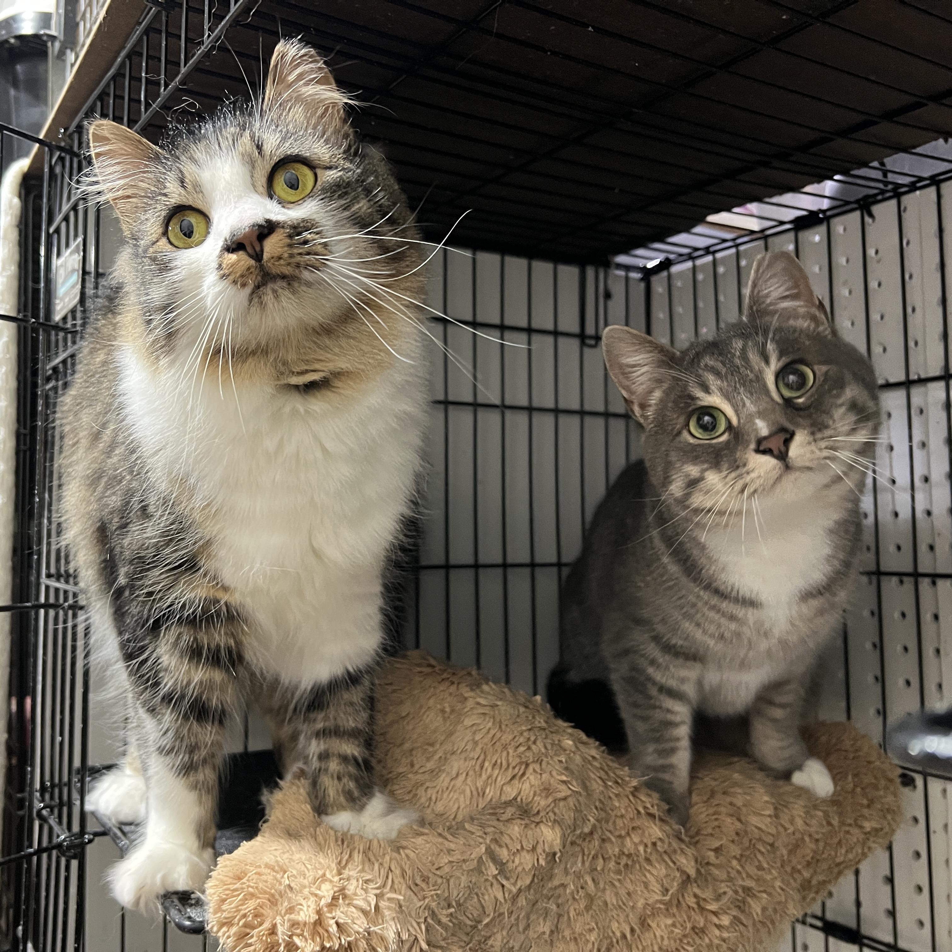Enlarge Ina & Puck (BONDED PAIR), a Adoptable Domestic Long Hair in Brentwood, NH image 1/2