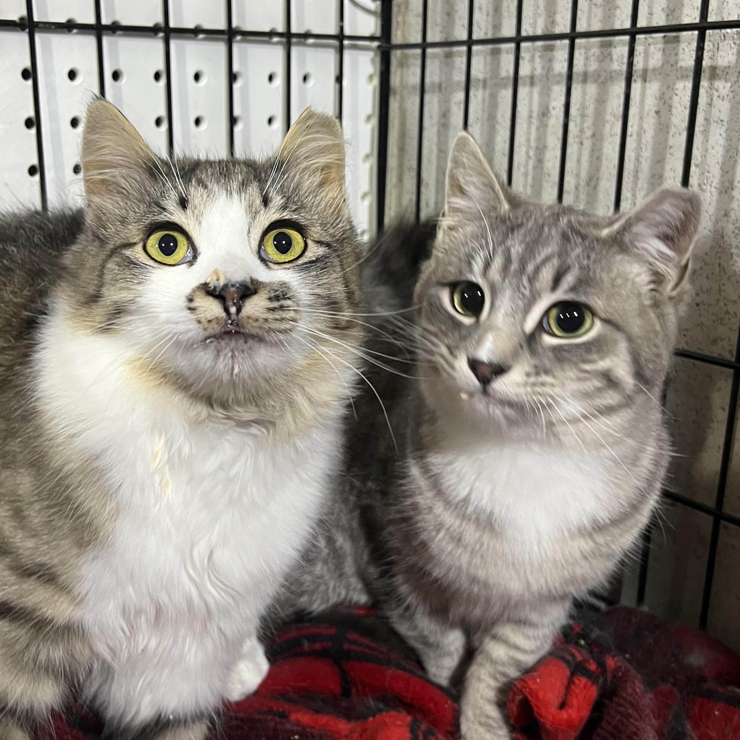 Ina & Puck (BONDED PAIR), an adoptable Domestic Long Hair in Brentwood, NH, 03833 | Photo Image 1