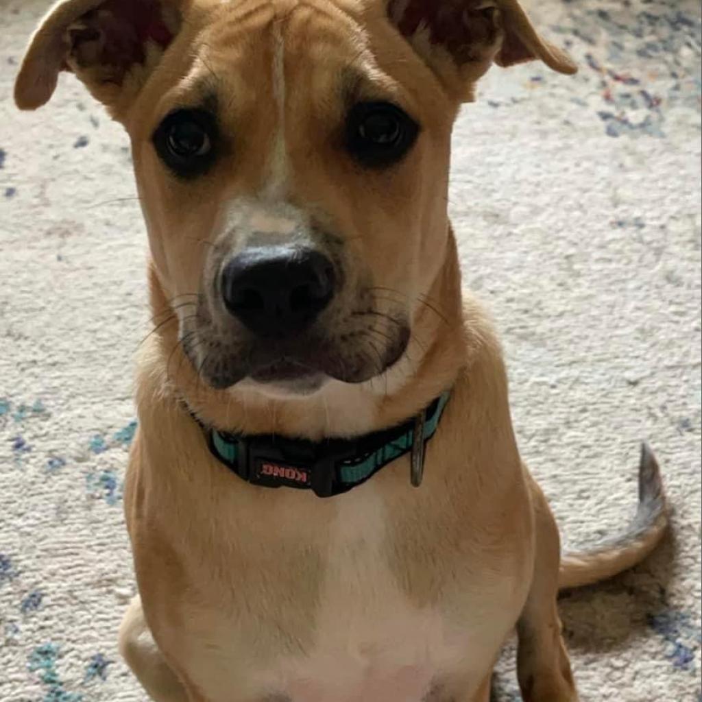 Tommy Hilfiger, a Adoptable Mixed Breed in Savannah, GA image 1/6