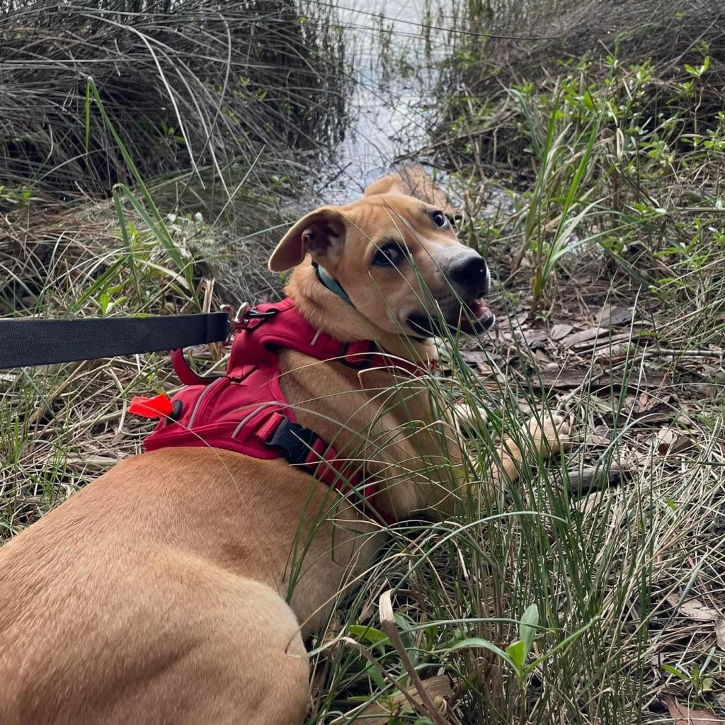 Tommy Hilfiger, a Adoptable Mixed Breed in Savannah, GA image 2/6