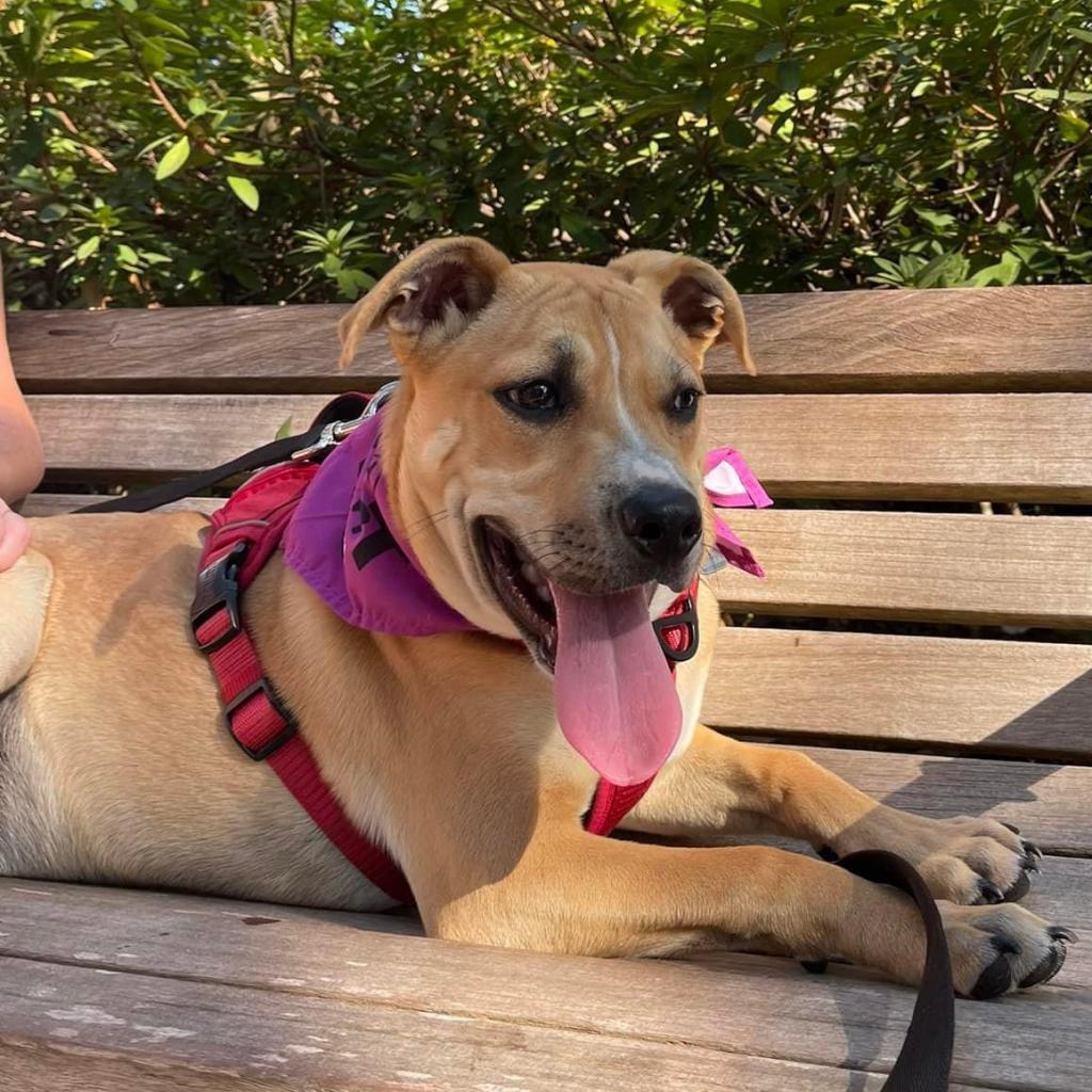 Tommy Hilfiger, a Adoptable Mixed Breed in Savannah, GA image 3/6