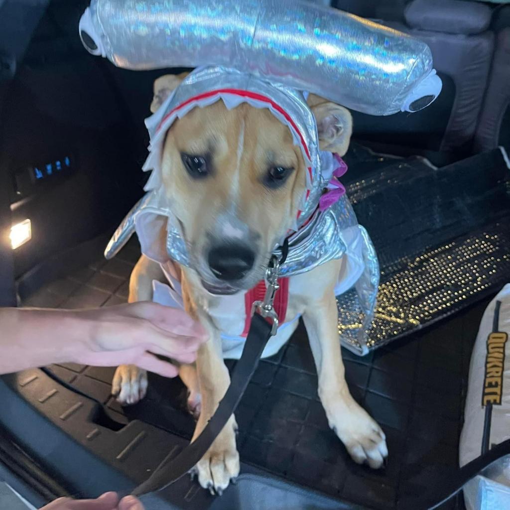 Tommy Hilfiger, a Adoptable Mixed Breed in Savannah, GA image 4/6