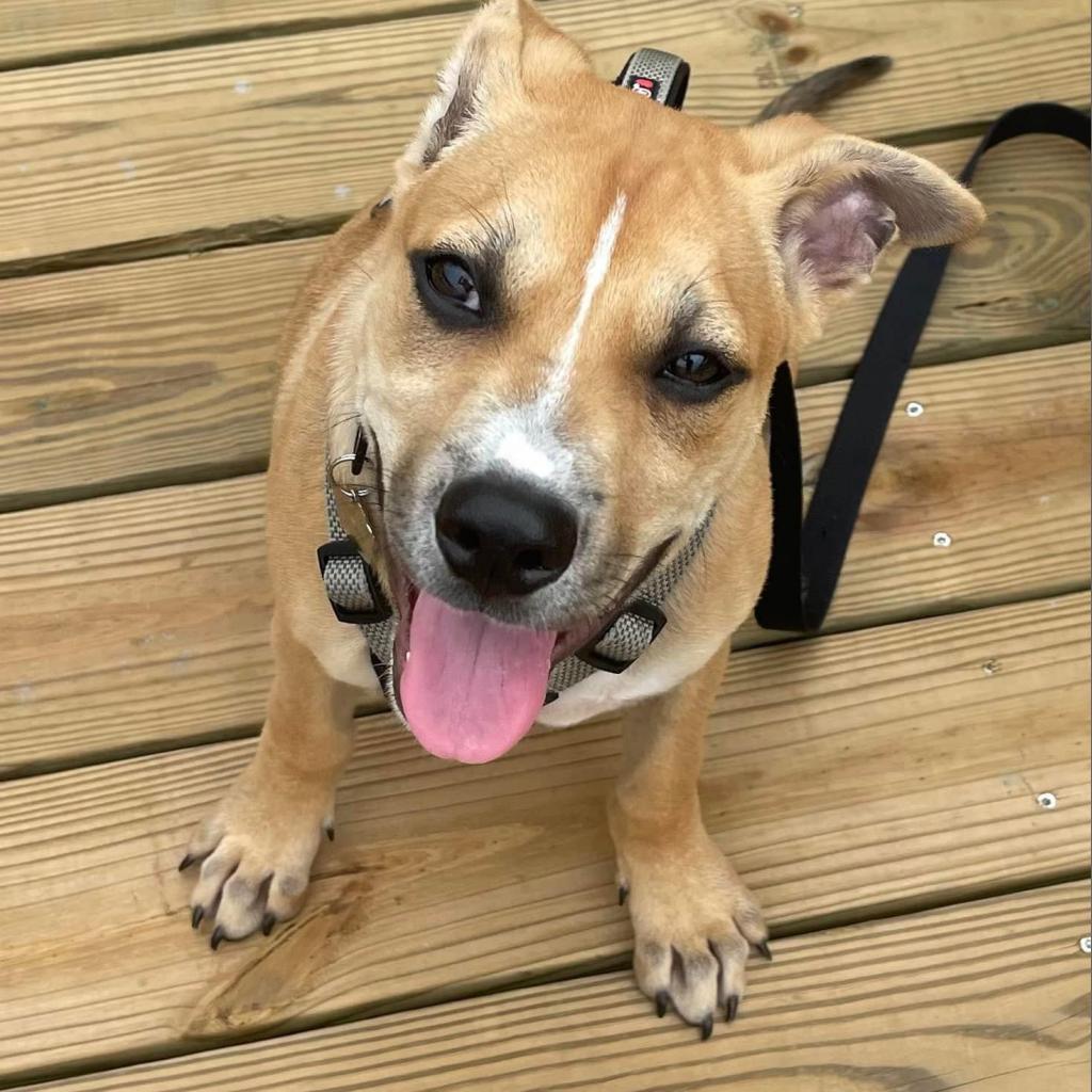 Tommy Hilfiger, a Adoptable Mixed Breed in Savannah, GA image 5/6