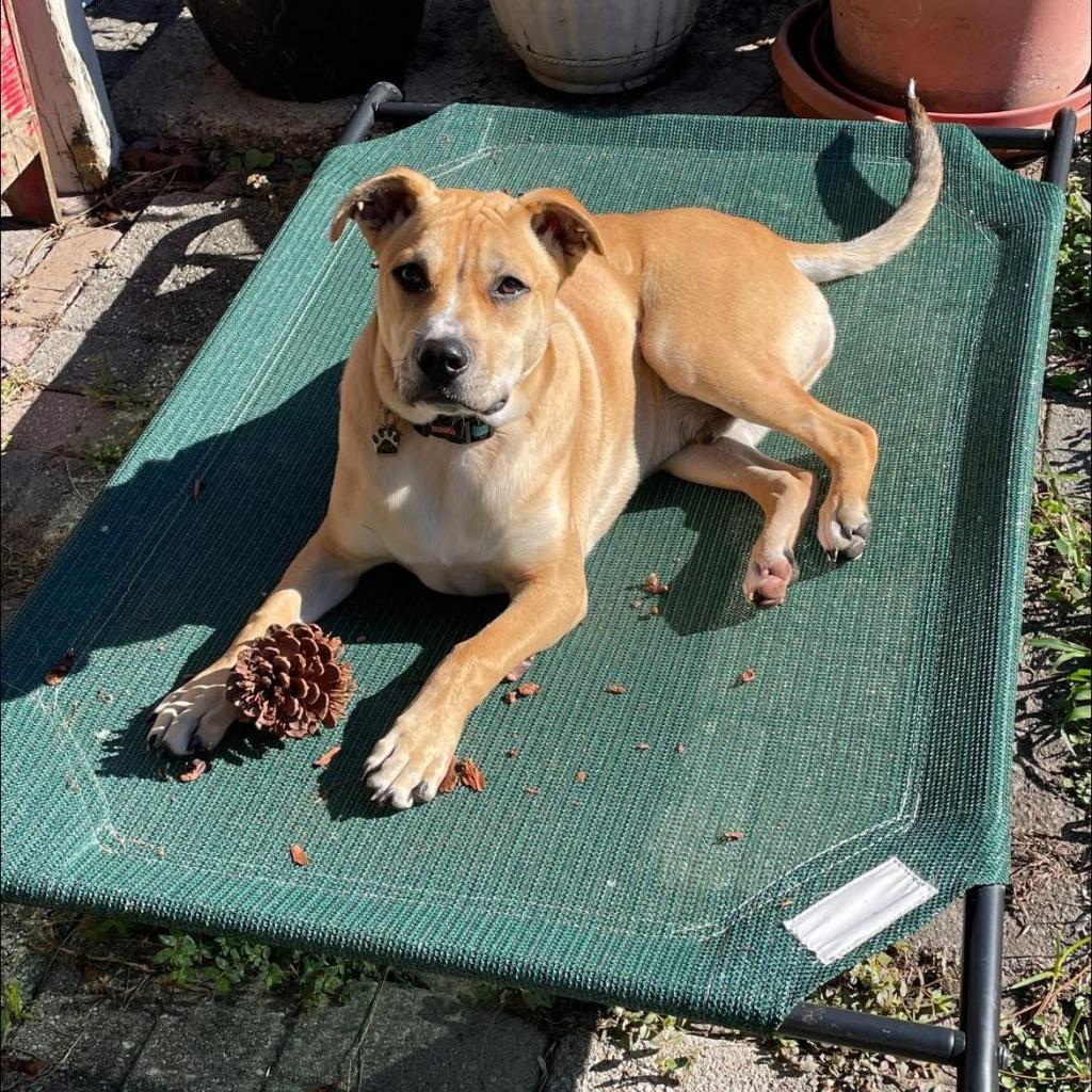 Tommy Hilfiger, a Adoptable Mixed Breed in Savannah, GA image 6/6