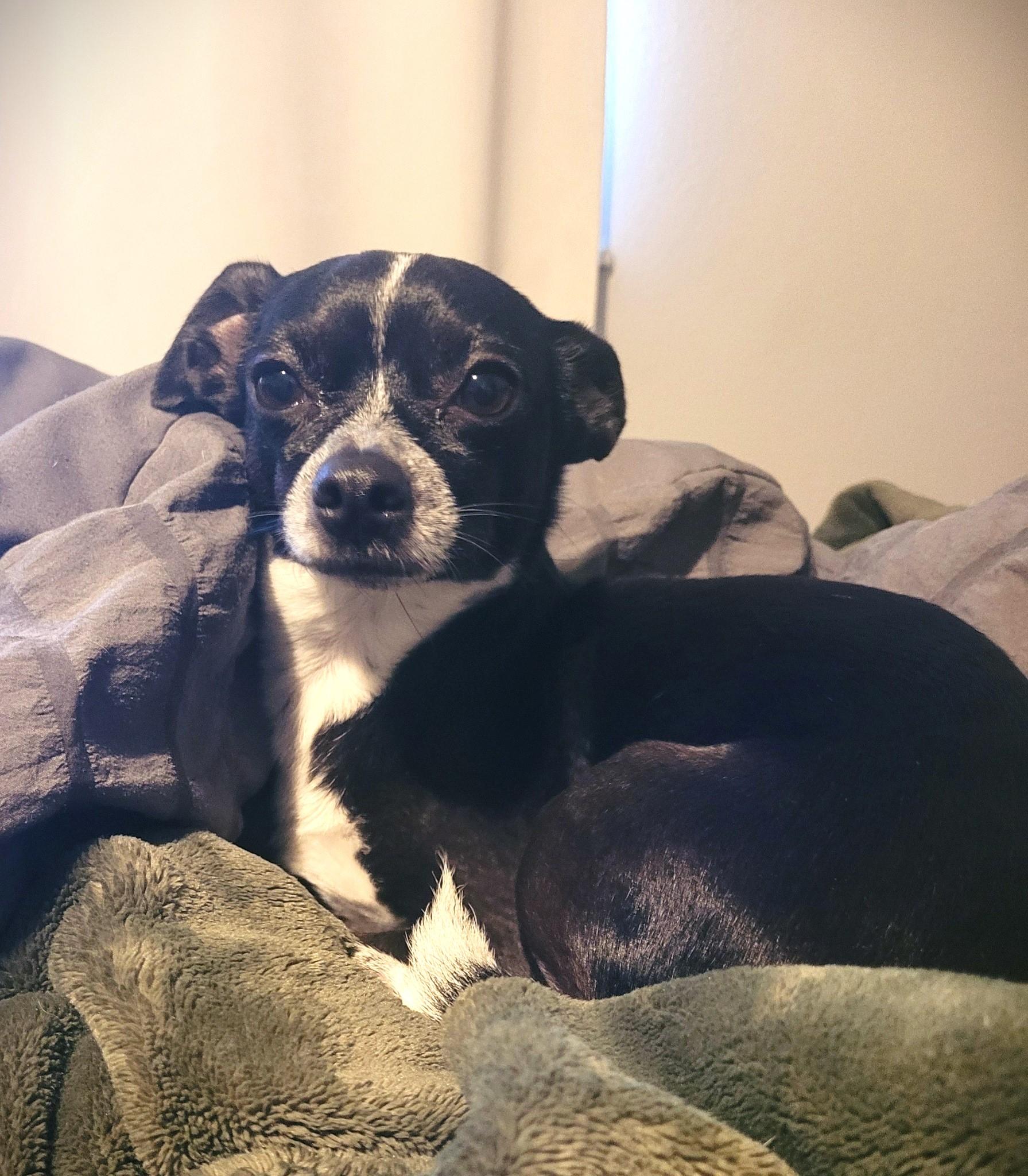 Enlarge Little Socks, a Adopted mixed breed in Eugene, OR image 4/4