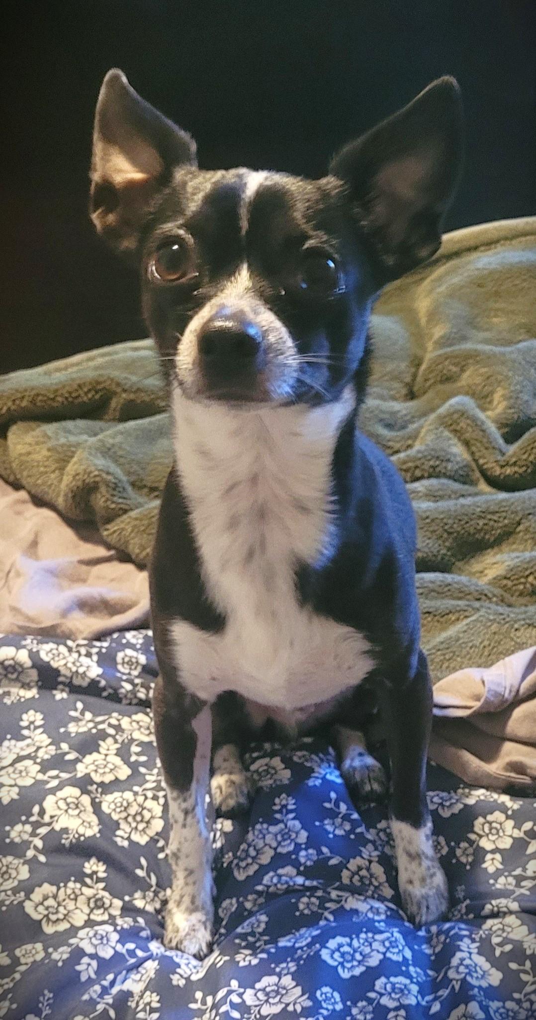Little Socks, Adopted, Adult Male Chihuahua.