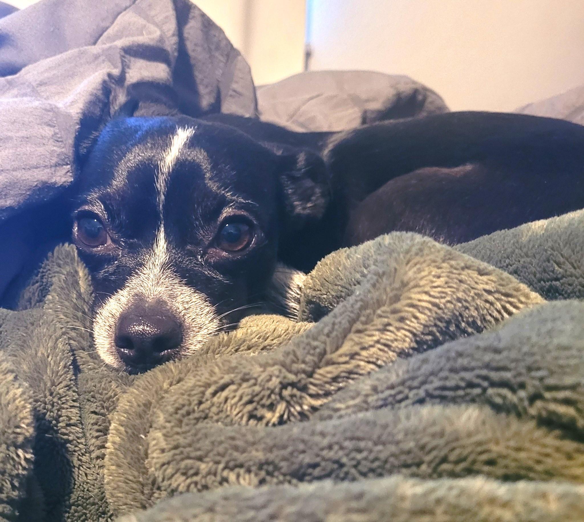 Enlarge Little Socks, a Adopted mixed breed in Eugene, OR image 2/4