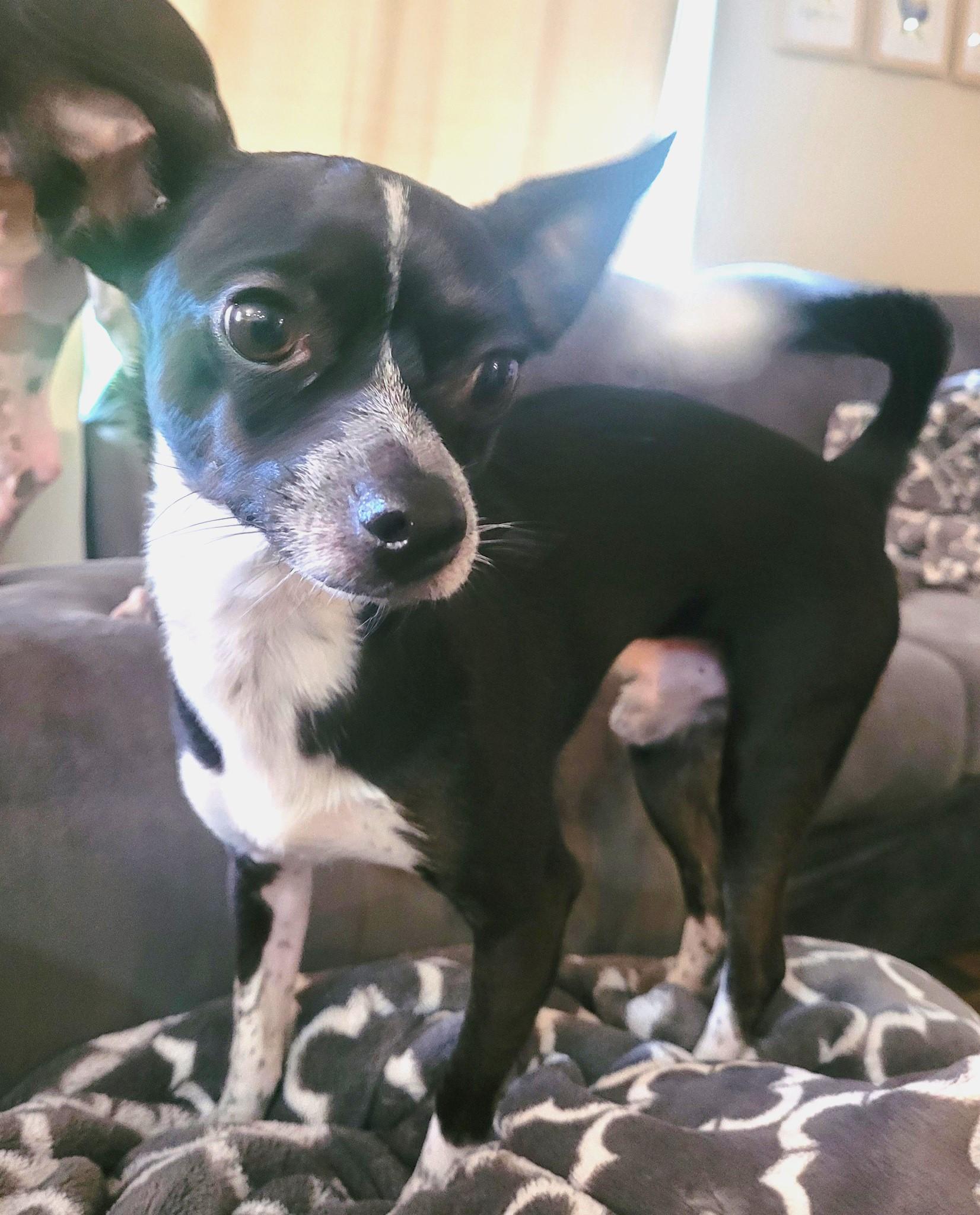 Enlarge Little Socks, a Adopted mixed breed in Eugene, OR image 3/4