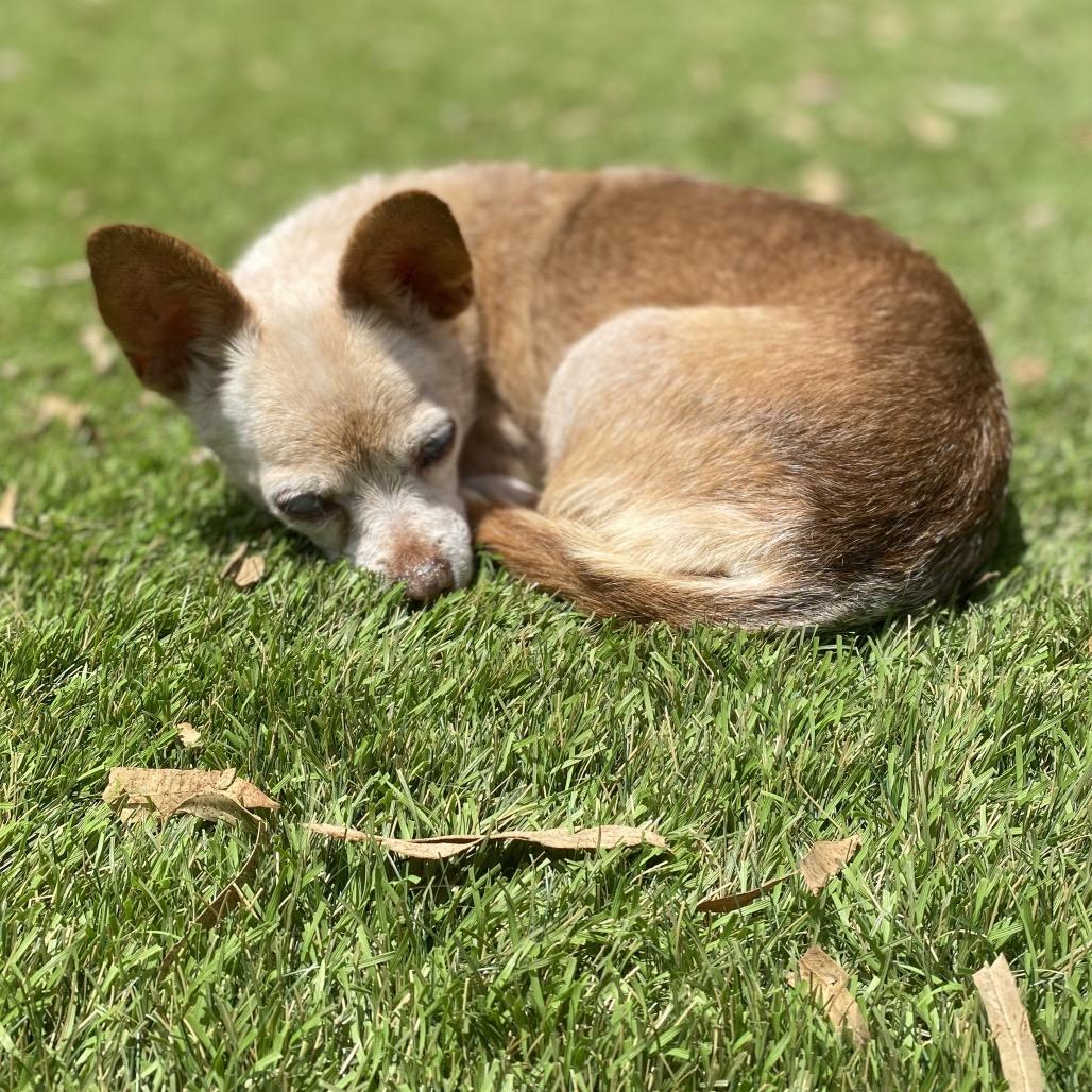 Penny, Adoptable, Senior Female Chihuahua.
