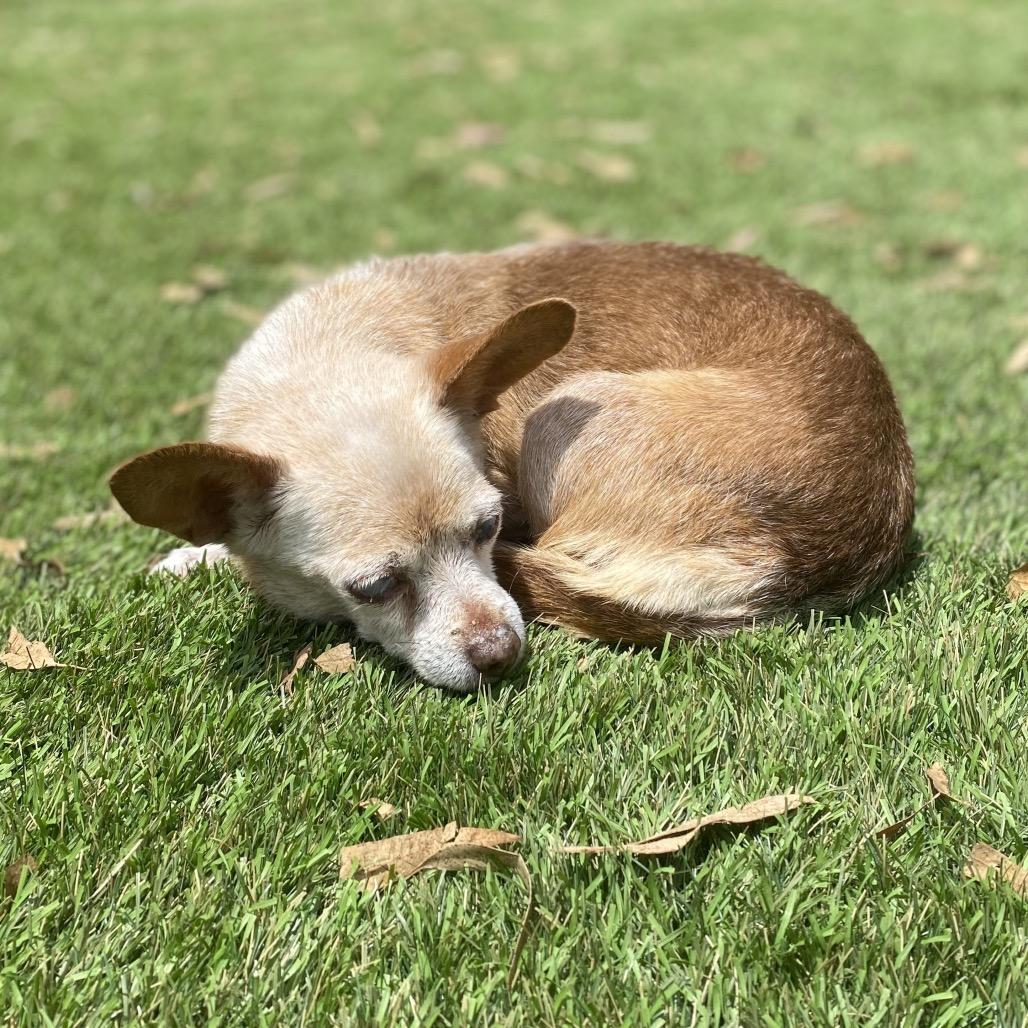 Penny, a Adoptable Chihuahua in Escondido, CA image 2/5