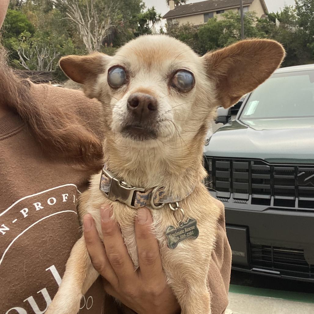 Penny, a Adoptable Chihuahua in Escondido, CA image 3/5