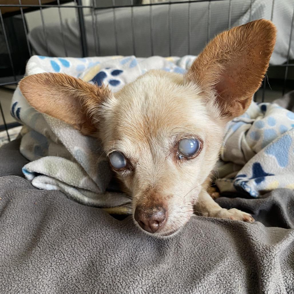 Penny, a Adoptable Chihuahua in Escondido, CA image 4/5