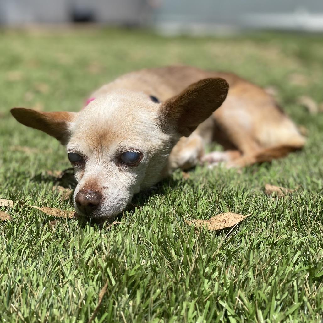 Penny, a Adoptable Chihuahua in Escondido, CA image 5/5