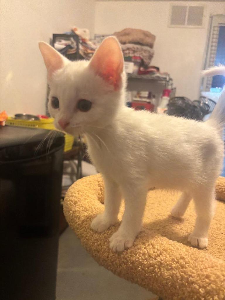 Enlarge Sugar, a ADOPTABLE Domestic Short Hair in Granite City, IL image 1/1