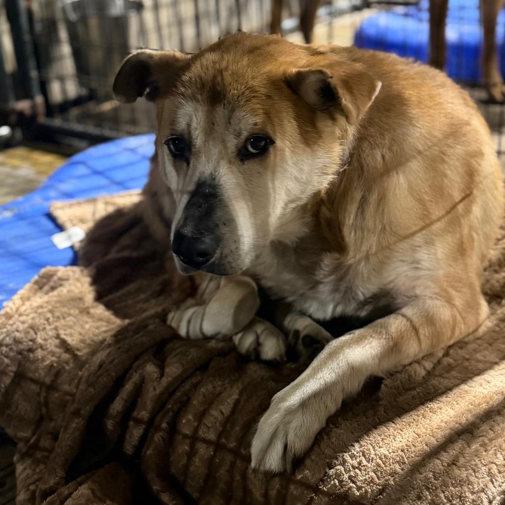 Enlarge Boots O'Neal, a Adoptable mixed breed in Fort Smith, AR image 1/2