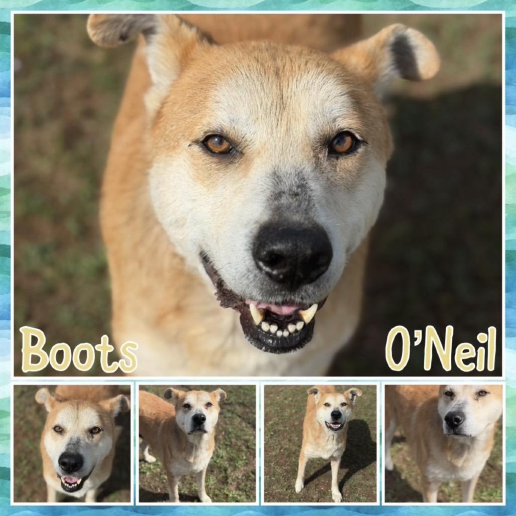 Enlarge Boots O'Neal, a Adoptable mixed breed in Fort Smith, AR image 2/2