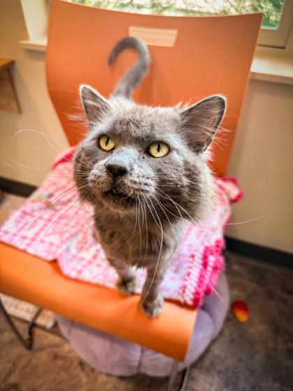 Poe, ADOPTABLE, Young Male Domestic Long Hair.
