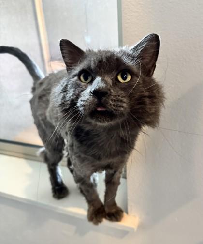 Poe, a ADOPTABLE Domestic Long Hair in Missoula, MT image 2/2