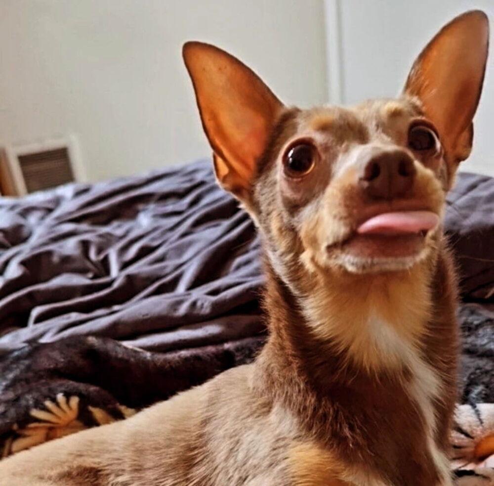 Calvin, Adoptable, Senior Male Chihuahua & Miniature Pinscher.