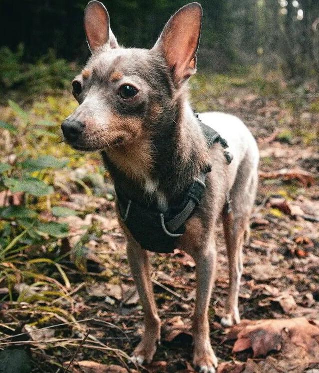 Calvin, a Adoptable mixed breed in Eugene, OR image 2/2