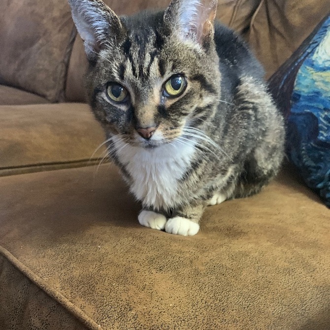 Laptop, Adopted, Adult Female Domestic Short Hair.