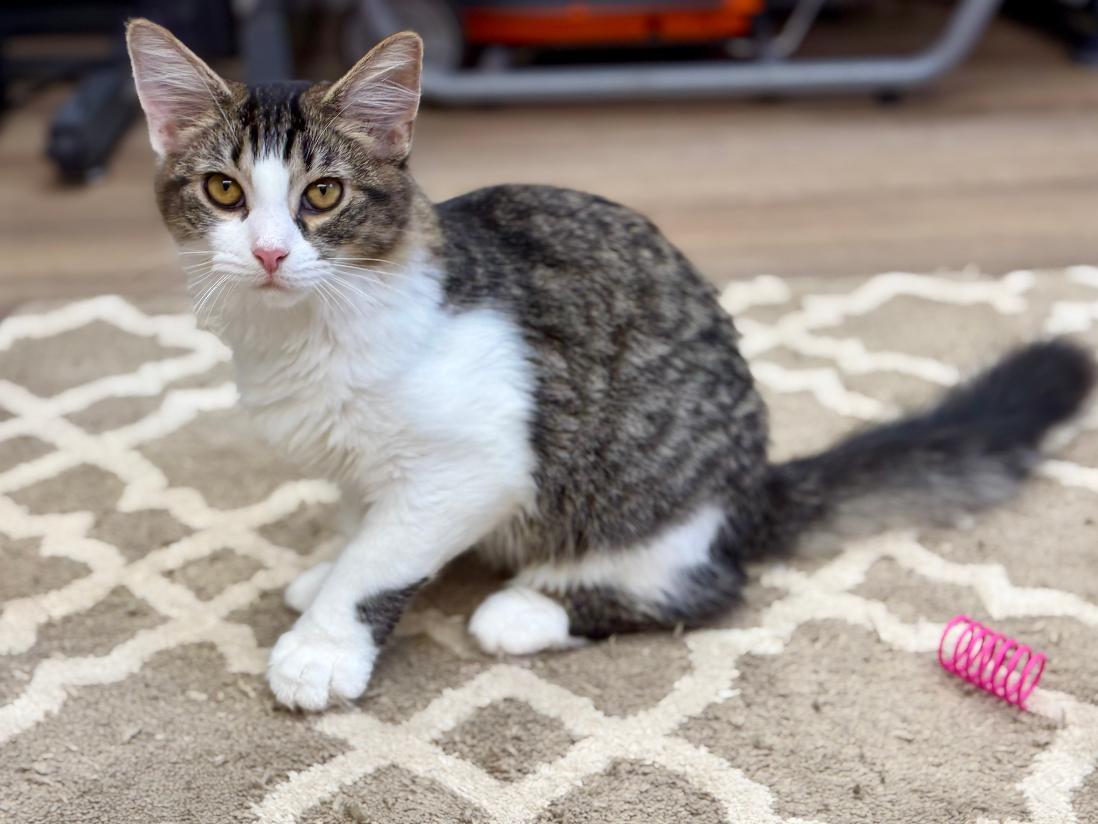 Enlarge Mira, a Adoptable Domestic Long Hair in Grove City, OH image 3/3