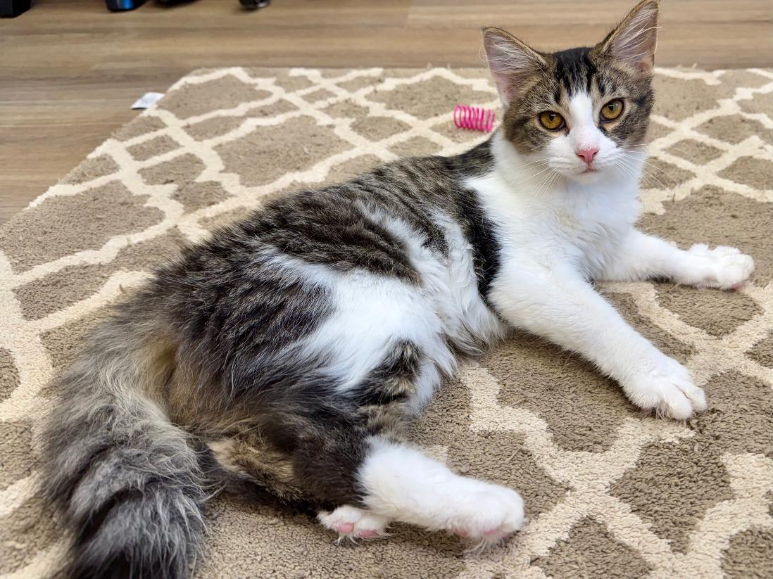 Mira, Adoptable, Kitten Female Domestic Long Hair.