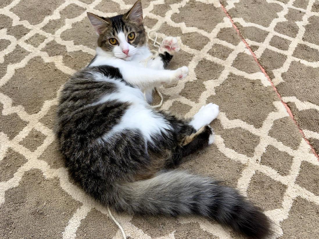 Enlarge Mira, a Adoptable Domestic Long Hair in Grove City, OH image 2/3