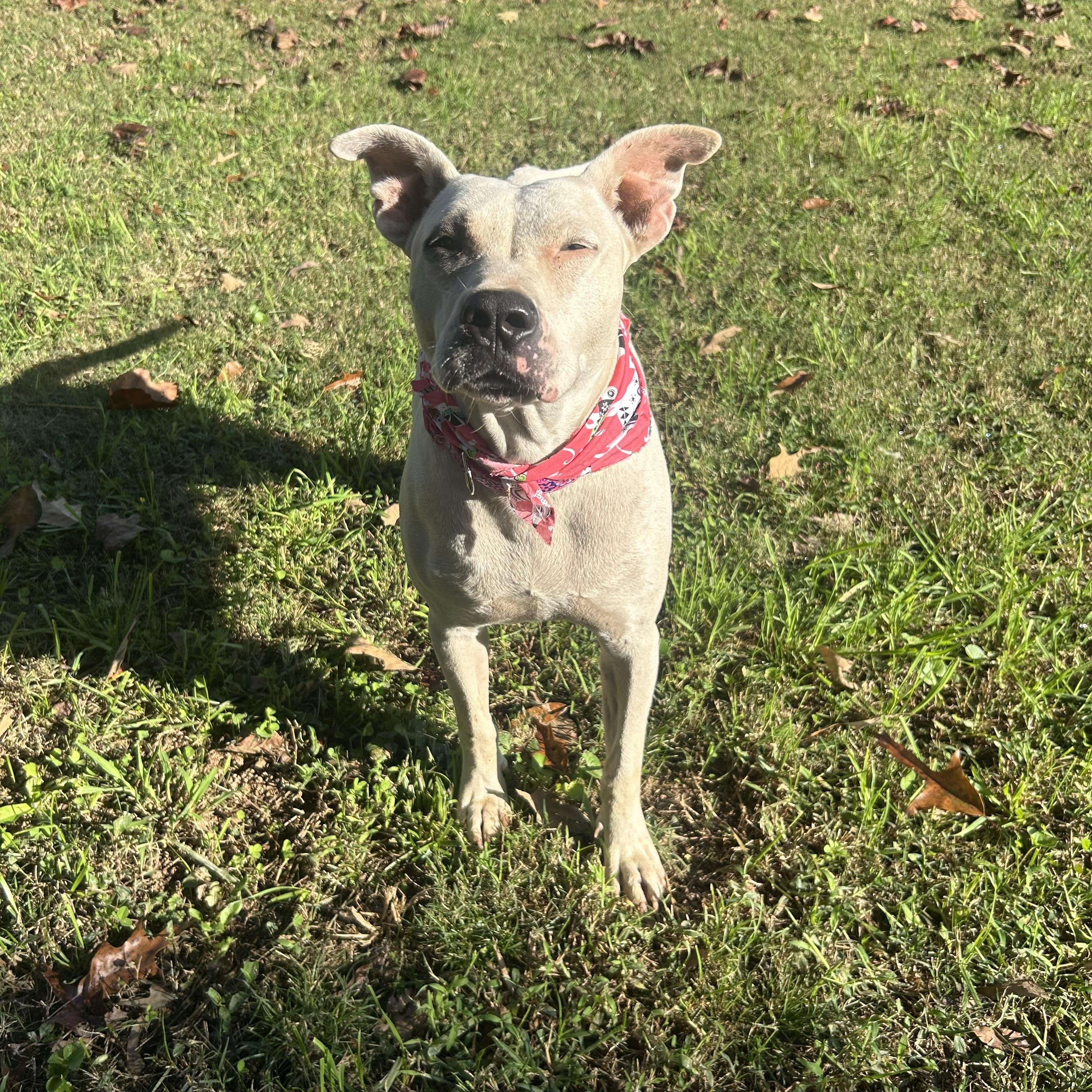 Enlarge Snowflake, a Adoptable mixed breed in Sequatchie, TN image 4/4