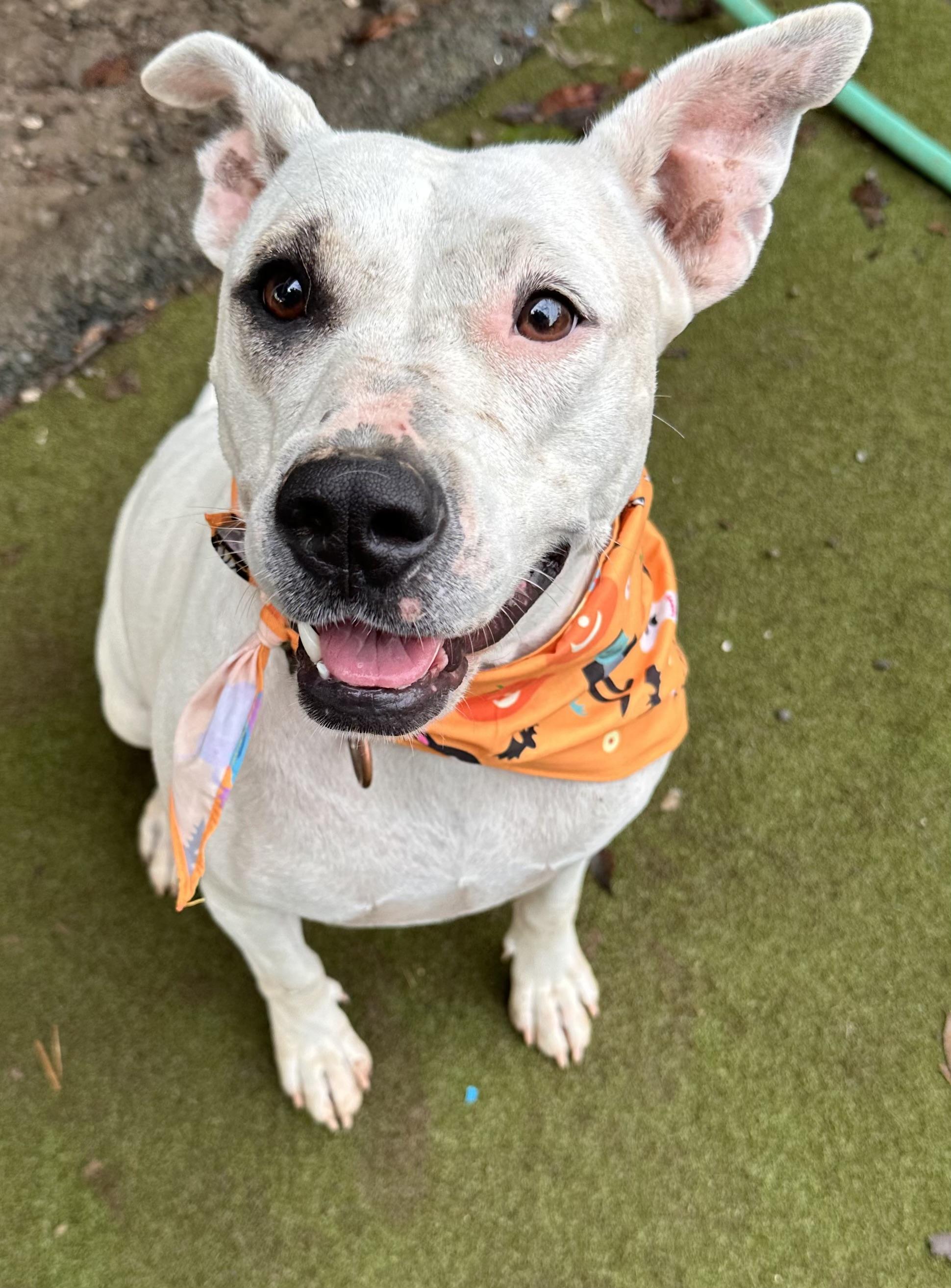 Enlarge Snowflake, a Adoptable mixed breed in Sequatchie, TN image 2/4