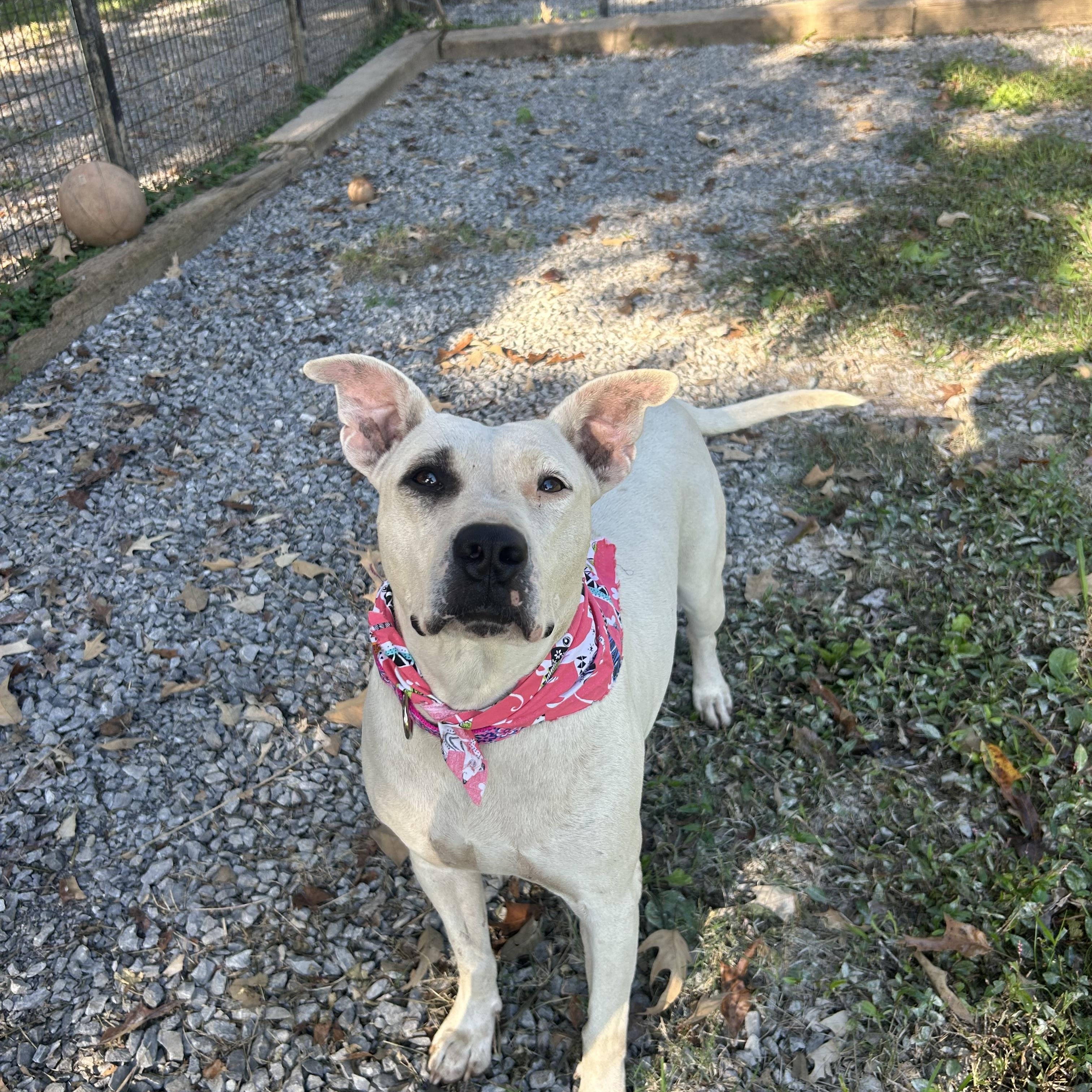 Snowflake, Adoptable, Adult Female Pit Bull Terrier.