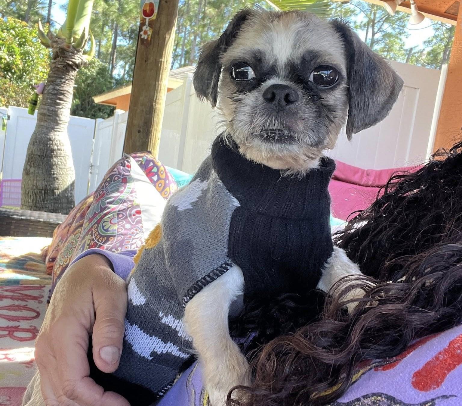 Ozzy, ADOPTABLE, Young Male Shih Tzu.
