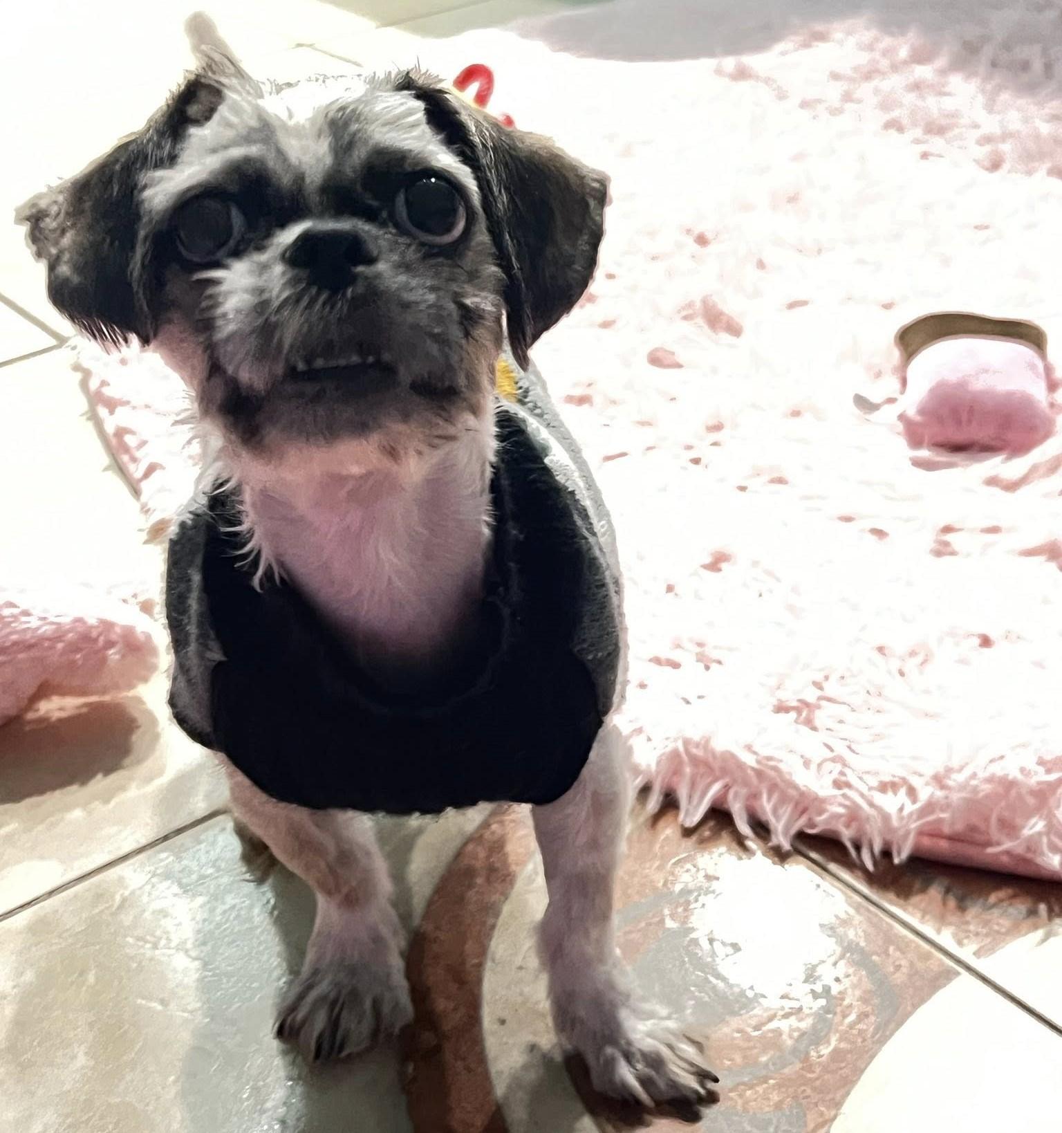 Enlarge Ozzy, a ADOPTABLE Shih Tzu in Oakland Park, FL image 4/5