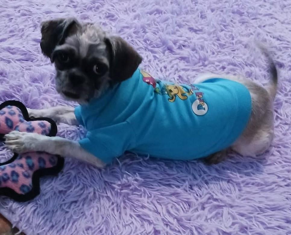 Enlarge Ozzy, a ADOPTABLE Shih Tzu in Oakland Park, FL image 2/5