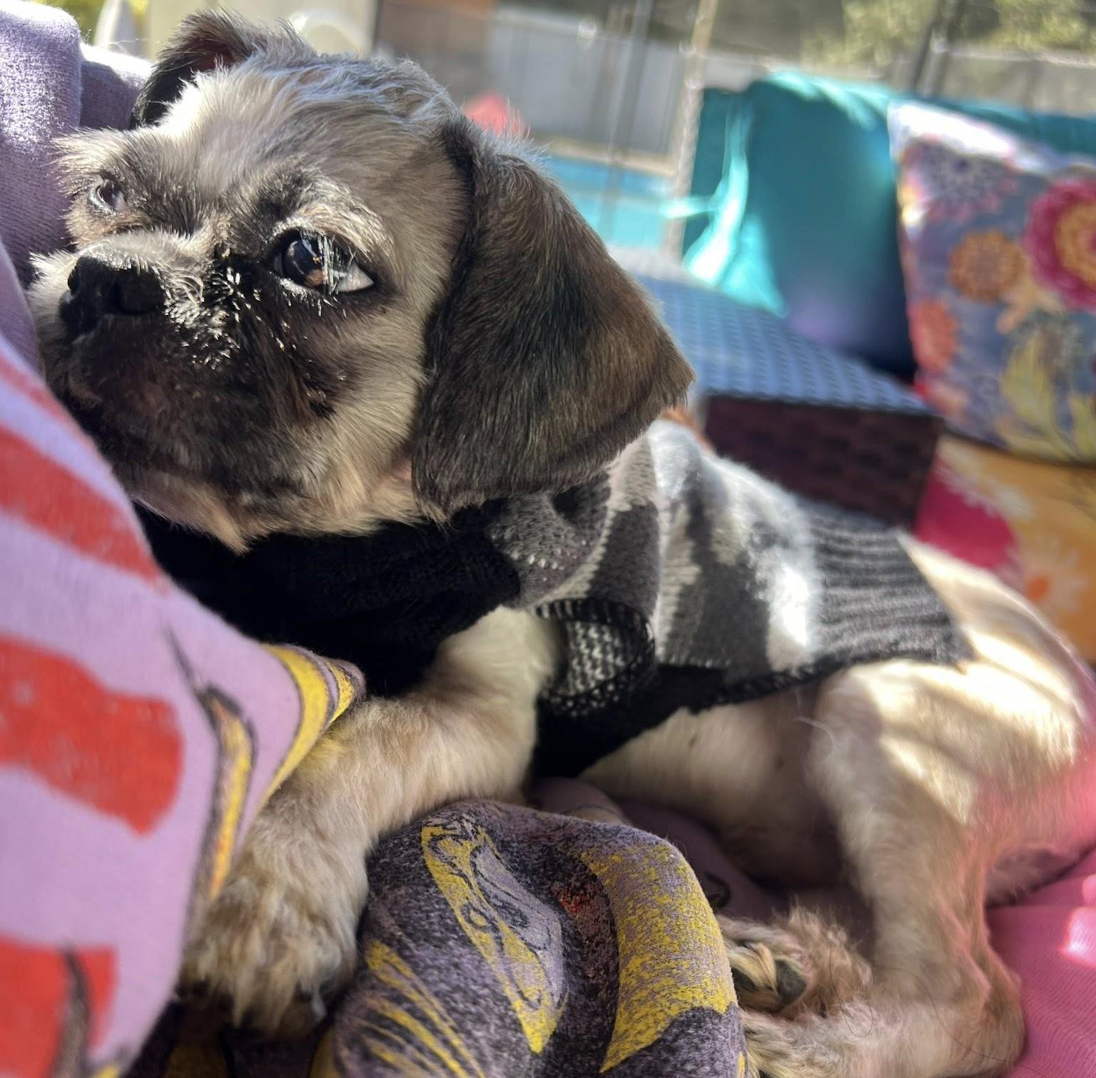 Enlarge Ozzy, a ADOPTABLE Shih Tzu in Oakland Park, FL image 5/5