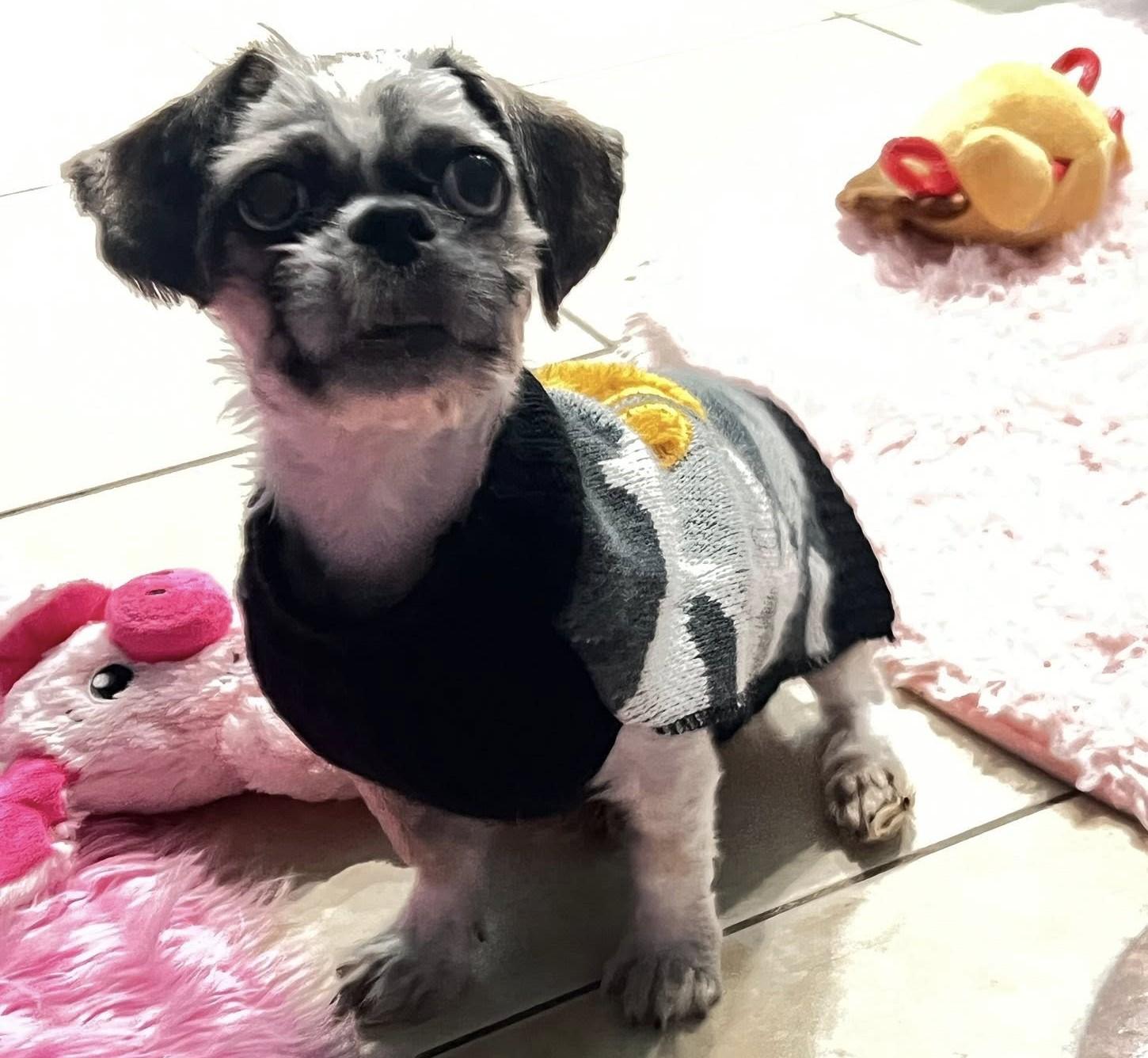 Enlarge Ozzy, a ADOPTABLE Shih Tzu in Oakland Park, FL image 3/5