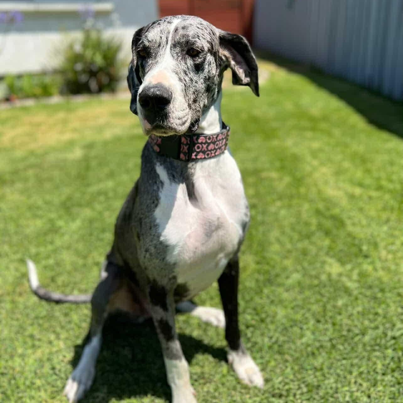 Enlarge Millie, a Adoptable Great Dane in Tehachapi, CA image 3/6