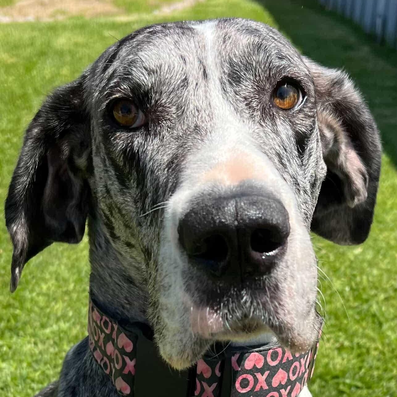 Enlarge Millie, a Adoptable Great Dane in Tehachapi, CA image 2/6