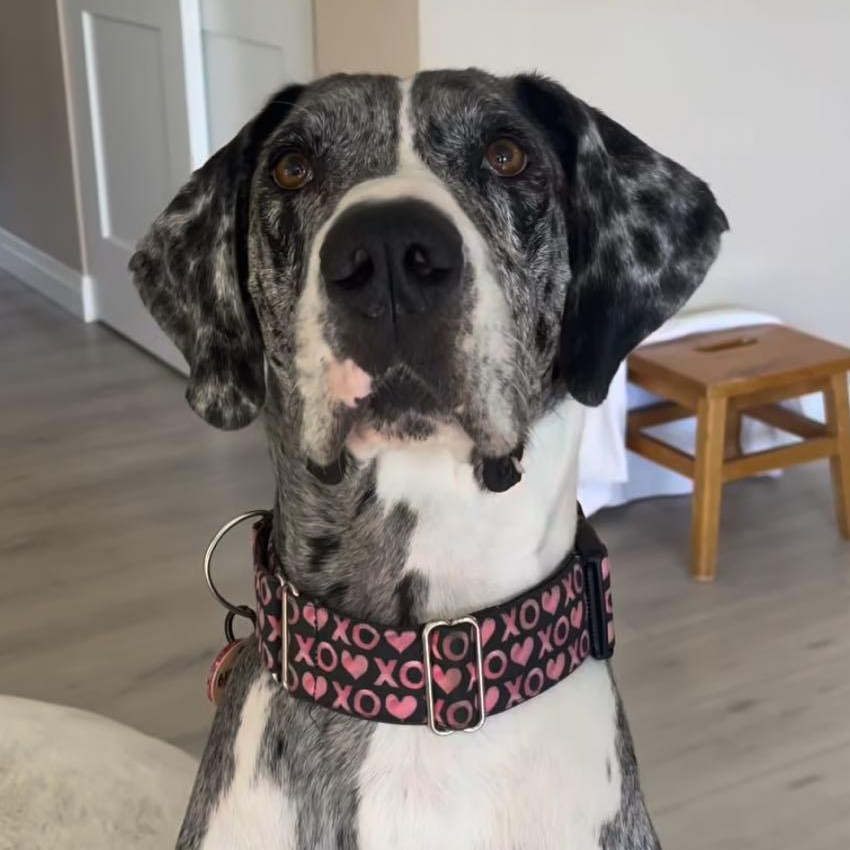 Enlarge Millie, a Adoptable Great Dane in Tehachapi, CA image 5/6
