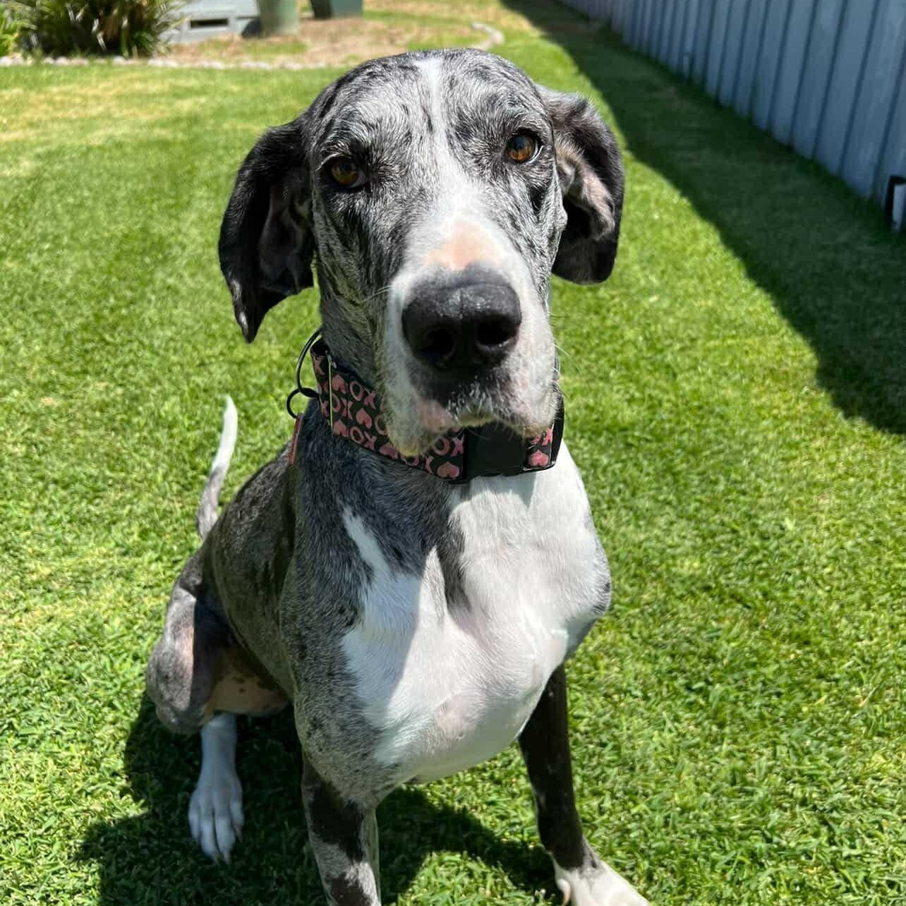 Millie, Adoptable, Young Female Great Dane.