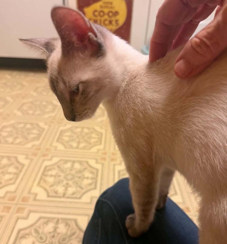 Frankie, Adoptable, Kitten Male Siamese.